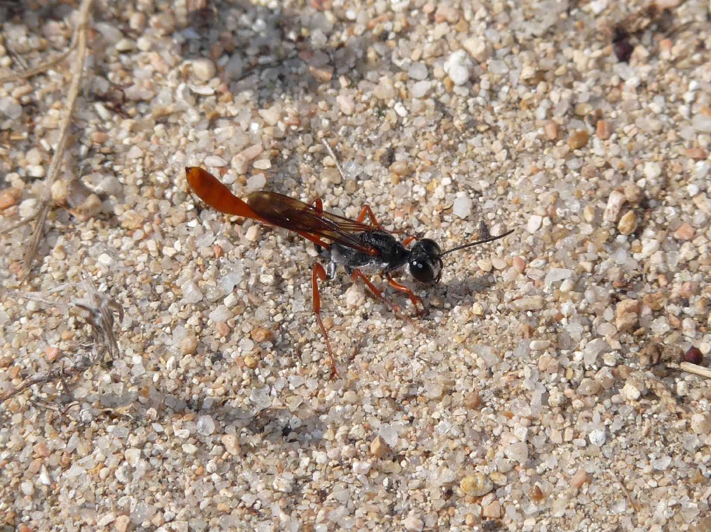 Ammophila heydeni rubriventris che lavora alla tana